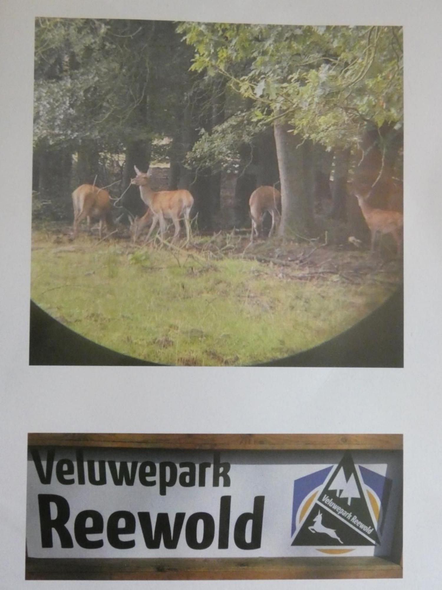 Veluwepark Reewold #Chalet Buizerd# Tussen Het Bosrijke Putten En Garderen Zewnętrze zdjęcie