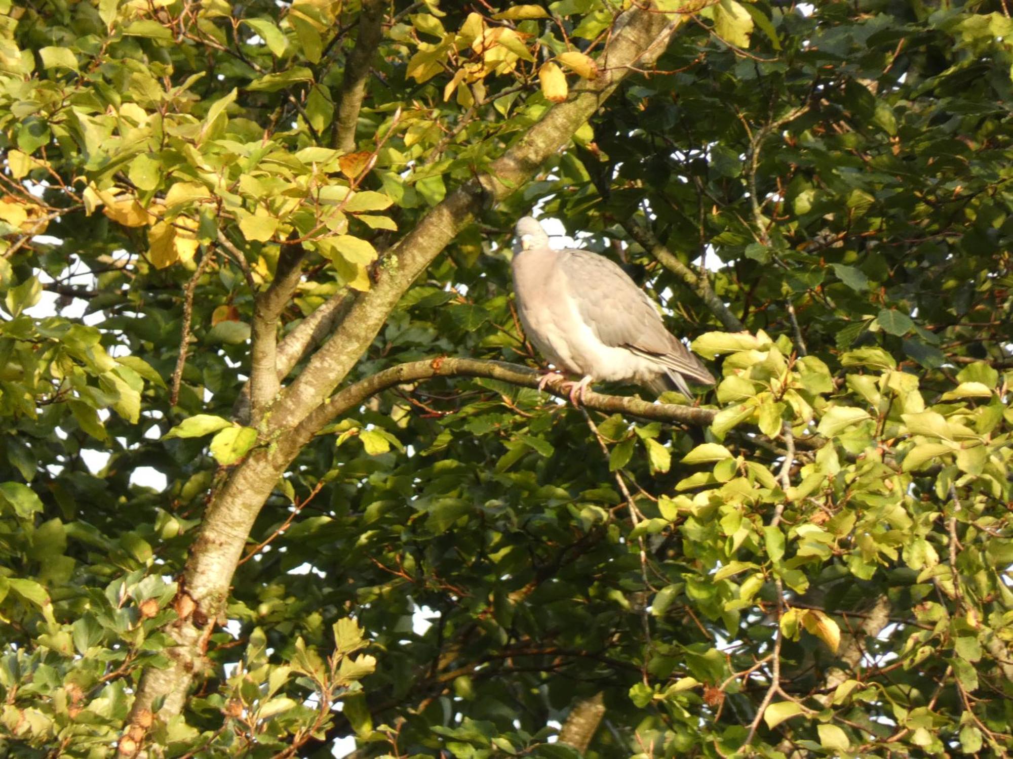 Veluwepark Reewold #Chalet Buizerd# Tussen Het Bosrijke Putten En Garderen Zewnętrze zdjęcie